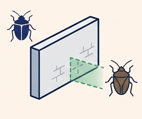 Stink Bugs